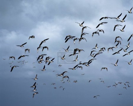 Téléchargez les photos : Beaucoup d'oiseaux volent dans le ciel - en image libre de droit