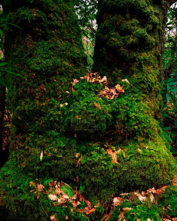 Foto de Ard Na Mona, Co Donegal, Irlanda; Troncos de árboles cubiertos de musgo - Imagen libre de derechos