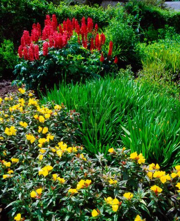 Téléchargez les photos : Oenothera et les lupins dans le jardin - en image libre de droit