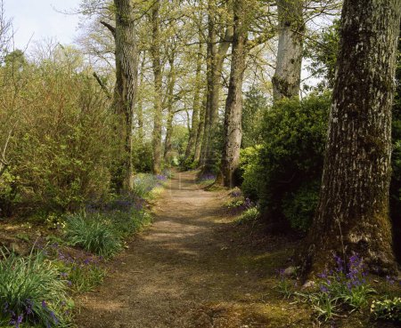 Foto de Coolcarrigan Co Kildare, Paseo por el Bosque con Bluebells, Primavera - Imagen libre de derechos