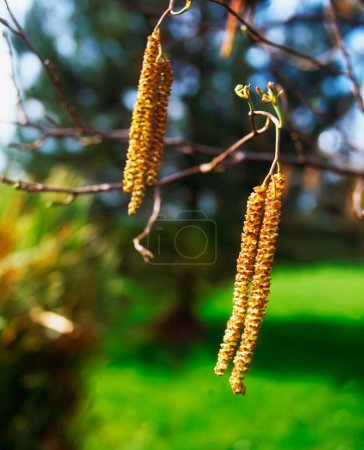 Catkins Hanging From Branch