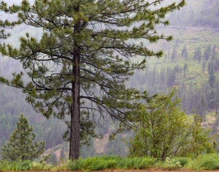 Foto de Árbol de coníferas y ladera, vista que viaja a lo largo del Cañón Fraser en la autopista # 1 de Hope a Spences Bridge; Cañón Fraser, Columbia Británica, Canadá - Imagen libre de derechos