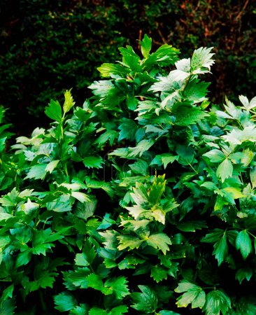 Téléchargez les photos : Plante verte feuillue dans le jardin - en image libre de droit
