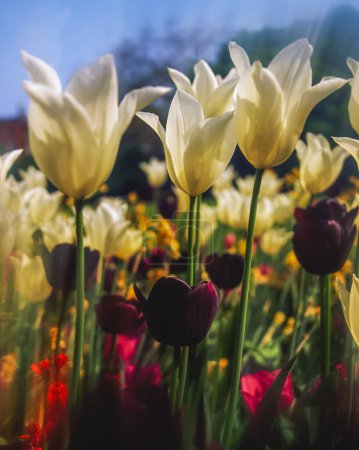 Téléchargez les photos : Gros plan sur les tulipes du Merrion Square Garden, Dublin, Irlande - en image libre de droit