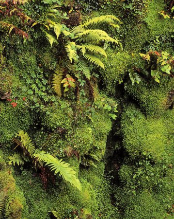 Fern And Moss In Gorge, Japanese Garden, Powerscourt Gardens, Co Wicklow, Ireland