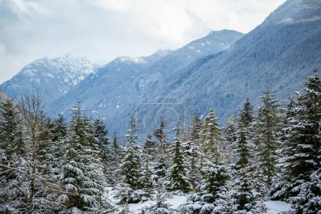 Téléchargez les photos : Forêt de conifères enneigée dans les montagnes Rocheuses, conduisant la route Hope-Princeton jusqu'au parc Manning ; Colombie-Britannique, Canada - en image libre de droit