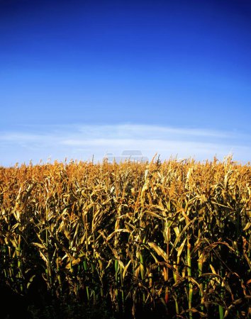 Téléchargez les photos : Beau champ de maïs avec ciel bleu à l'automne - en image libre de droit