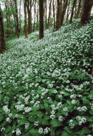 Foto de Ajo silvestre (Allium Ursinum) creciendo cerca de Doolin; Condado de Clare Irlanda - Imagen libre de derechos