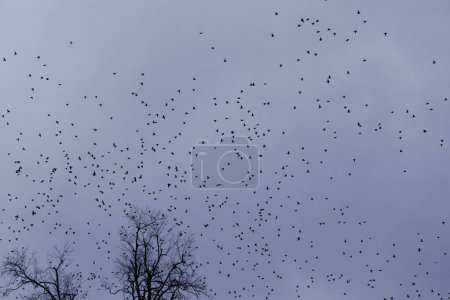 Téléchargez les photos : Silhouette d'oiseaux volant au-dessus d'arbres sans feuilles contre un ciel gris ; Abbotsford, Colombie-Britannique, Canada - en image libre de droit