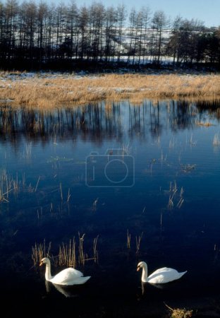Téléchargez les photos : Swans On Blessington Reservoir ; Comté de Wicklow Irlande - en image libre de droit