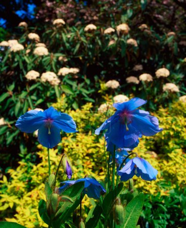 Foto de Meconopsis Grandis creciendo en el jardín de verano - Imagen libre de derechos
