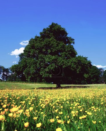 Foto de Árbol de roble creciendo en el campo con flores amarillas - Imagen libre de derechos