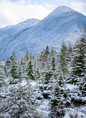 Téléchargez les photos : Forêt de conifères enneigée dans les montagnes Rocheuses, conduisant la route Hope-Princeton jusqu'au parc Manning ; Colombie-Britannique, Canada - en image libre de droit