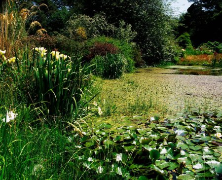 Téléchargez les photos : Glenleigh Gardens, Co Tipperary, Irlande ; Lily Pond - en image libre de droit