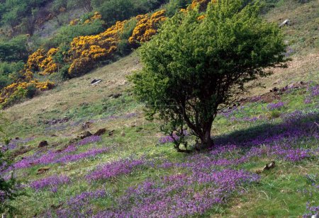 Foto de Campanas azules y gorse en una colina - Imagen libre de derechos