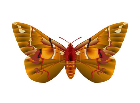 Illustration for Moth image - vector illustration - Royalty Free Image