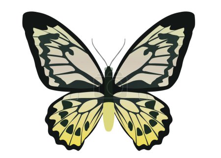Téléchargez les illustrations : Papillon jaune sur fond blanc, couleur noire - en licence libre de droit