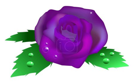 Téléchargez les illustrations : Illustration vectorielle pour une rose violette avec des gouttes d'eau sur le dessus. - en licence libre de droit