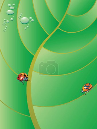 Illustration for Two ladybugs walking on a big tropical leaf with rain drops - Royalty Free Image