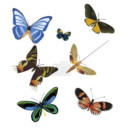 Téléchargez les illustrations : Sept papillons multicolores sur fond blanc - en licence libre de droit
