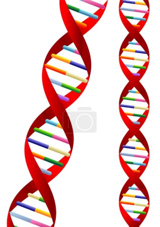 Téléchargez les illustrations : Représentation de l'hélice ADN isolée sur fond blanc - en licence libre de droit