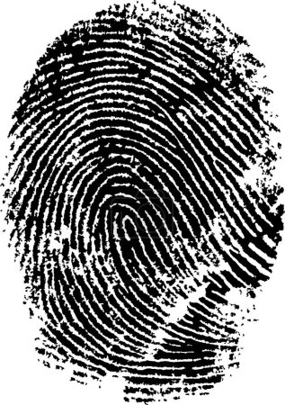 Black and White Vector Fingerprint - Very accurately scanned and traced ( Vector is transparent so it can be overlaid on other images, vectors etc.