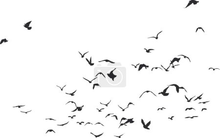 Téléchargez les illustrations : Un troupeau d'oiseaux, principalement des pigeons et quelques mouettes volant vers le haut - en licence libre de droit