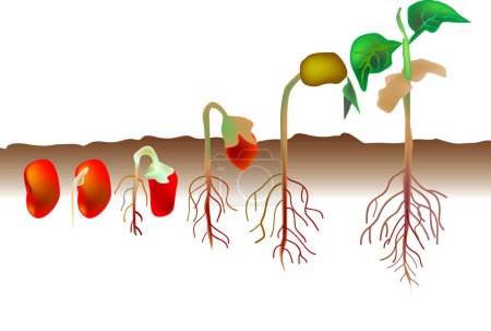 Illustration for Vector illustration for a growing process from a red seed becomes a plant, biological environment. - Royalty Free Image