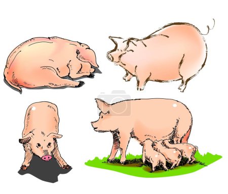 Ilustración de Illust, vector para una vista de variedad de cerdo, animales de granja. - Imagen libre de derechos