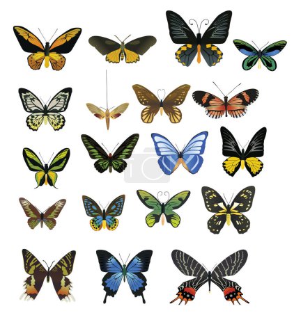 Téléchargez les illustrations : De nombreux papillons multicolores sur fond blanc - en licence libre de droit