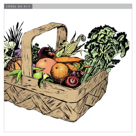 Illustration for Vintage 1950s etched-style harvest of fruit and vegetables in a basket; detailed black and white from authentic hand-drawn scratchboard includes full colorization. Basket is complete. - Royalty Free Image