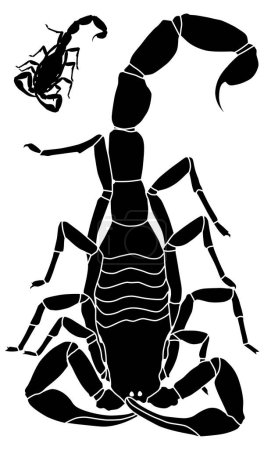 Illustration for Vector illustration of a scorpion with basic outline included - Royalty Free Image