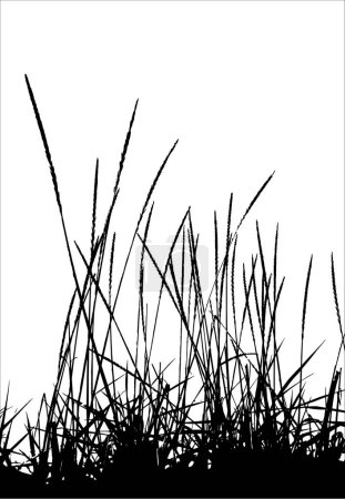 Illustration for Grass / vector / silhouette. Ideally for your use - Royalty Free Image