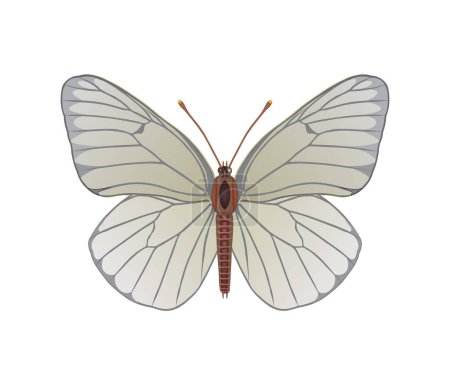 Illustration for Aporia butterfly image - color illustration - Royalty Free Image
