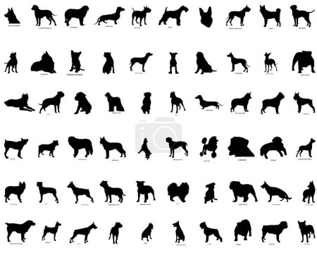 Illustration for Big collection vector silhouettes of dogs with breeds description - Royalty Free Image