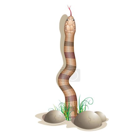 Ilustración de Imagen de serpiente y piedras - ilustración en color - Imagen libre de derechos