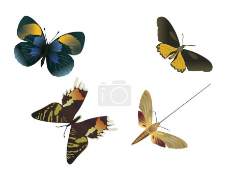 Téléchargez les illustrations : Quatre papillons multicolores sur fond blanc - en licence libre de droit