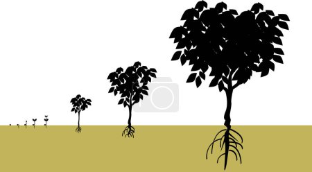 Illustration for Vector illustration for a growing process from a seed becomes a tree, biological environment. - Royalty Free Image