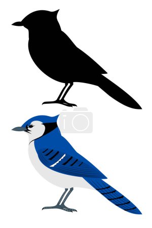 Illustration for A set of two blujay birds - Royalty Free Image