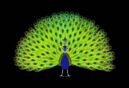 Vector drawing of standing peacock displaying its feathers