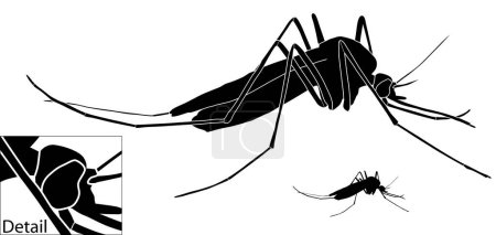 Illustration for Vector illustration of a mosquito with basic outline included - Royalty Free Image