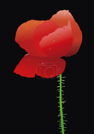 Illustration for Vector poppy on black wallpaper - Royalty Free Image