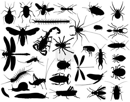 Colección de contornos vectoriales de insectos y otros invertebrados