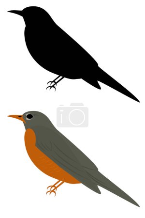Illustration for A red breasted robin - Royalty Free Image