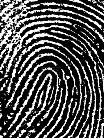 Illustration for Close crop of a Fingerprint - Very accurately scanned and traced ( Vector is transparent so it can be overlaid on other images, vectors etc. - Royalty Free Image