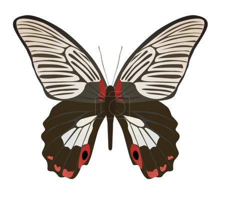 Illustration for Butterfly on a white background brown color - Royalty Free Image