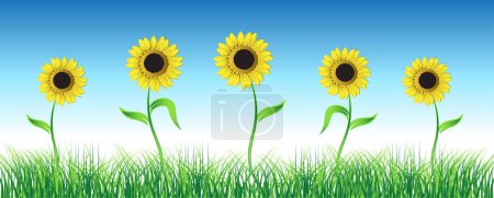 Illustration for Sunflower on green field - Royalty Free Image
