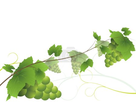 Téléchargez les illustrations : Cépages avec grappes de raisins verts - en licence libre de droit