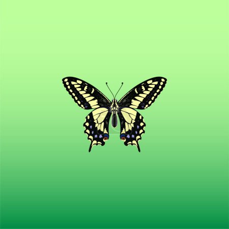 Ilustración de Hermosa mariposa gigante vector amarillo y negro - Imagen libre de derechos