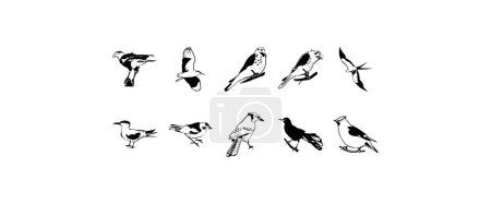 Illustration for Ten smooth vector clipart illustration of birds - Royalty Free Image